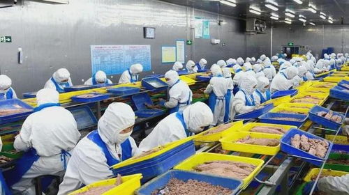 石島創(chuàng)新海洋科技，生物技術助力漁業(yè)產業(yè)鏈增值